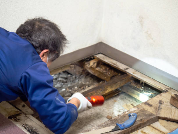 Best Water Damage Restoration  in Merian, ID