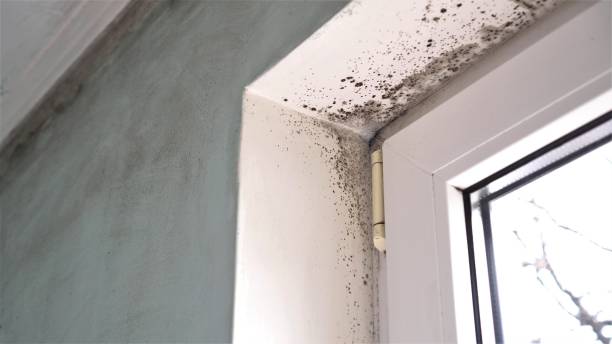 Best Local Mold Removal Service  in Merian, ID