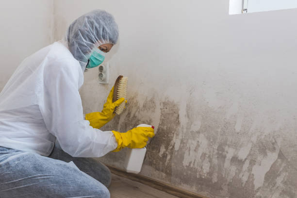 Professional Mold Removal in Meridian, ID