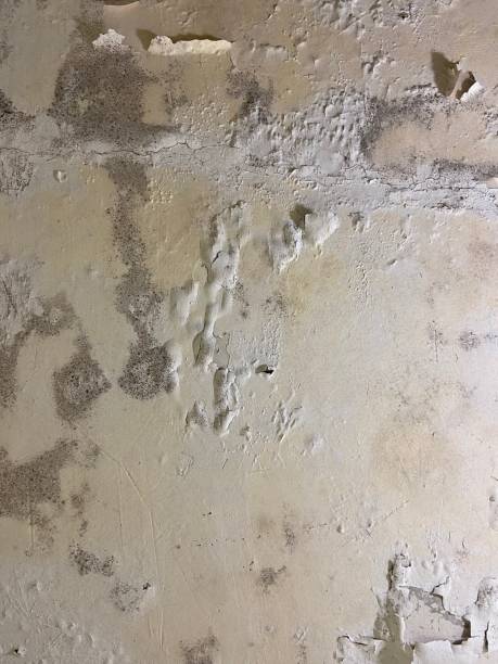 Mold Testing and Removal in Meridian, ID
