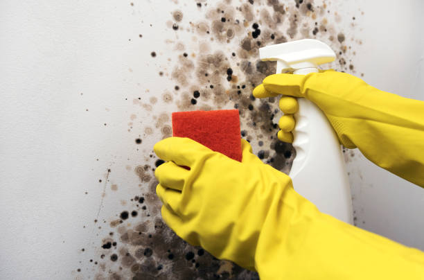 Mold Removal and Inspection in Meridian, ID