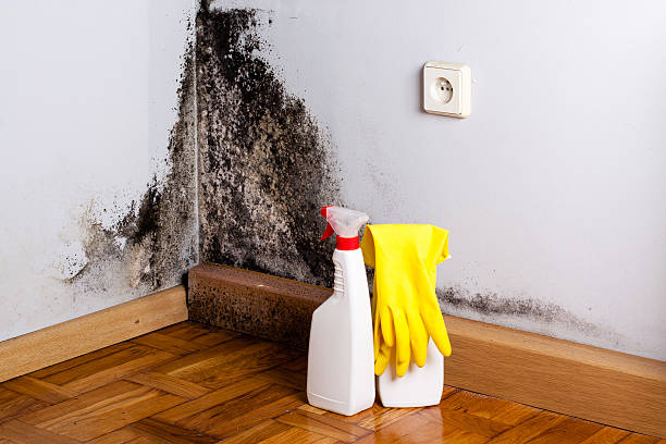 Best Certified Mold Removal  in Merian, ID